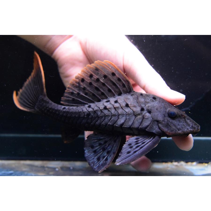 アーマードプレコ　20センチオーバー アーマードプレコ 20センチオーバー