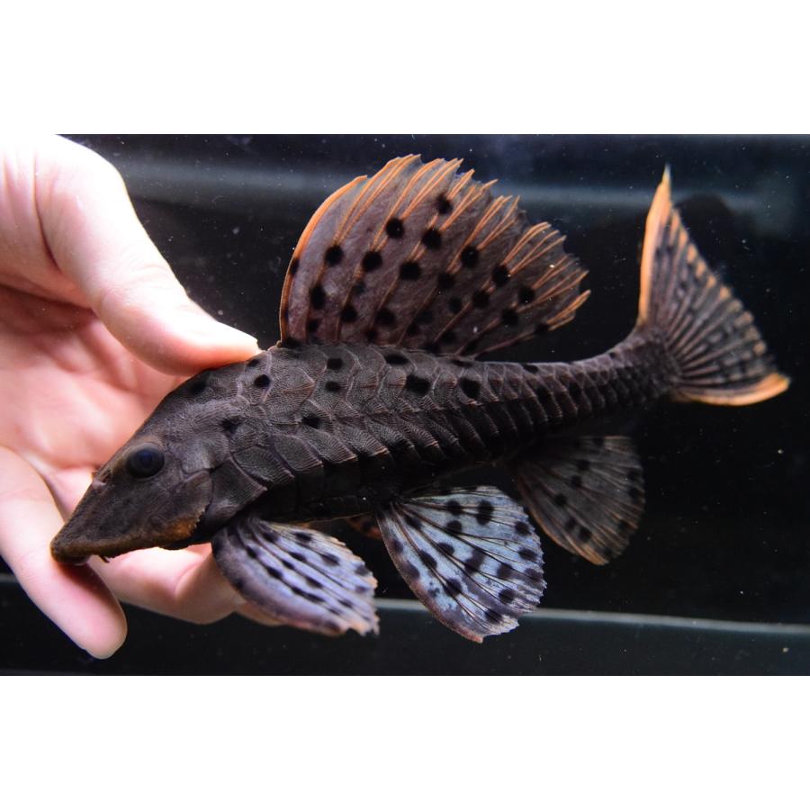 オレンジフィンアーマードプレコ　”トロンベタス”　20cm　No.2