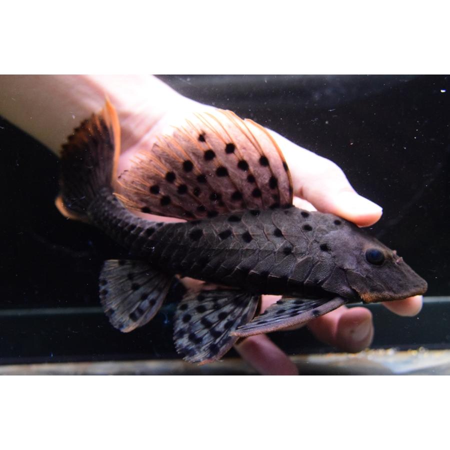 オレンジフィンアーマードプレコ　”トロンベタス”　20cm　No.2 