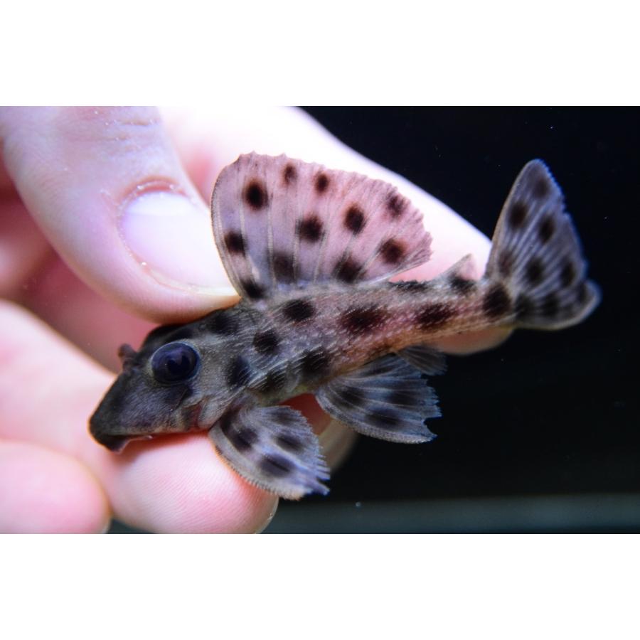 ヘミアンキストルス・メディアヌス　”スリナム”　7cm