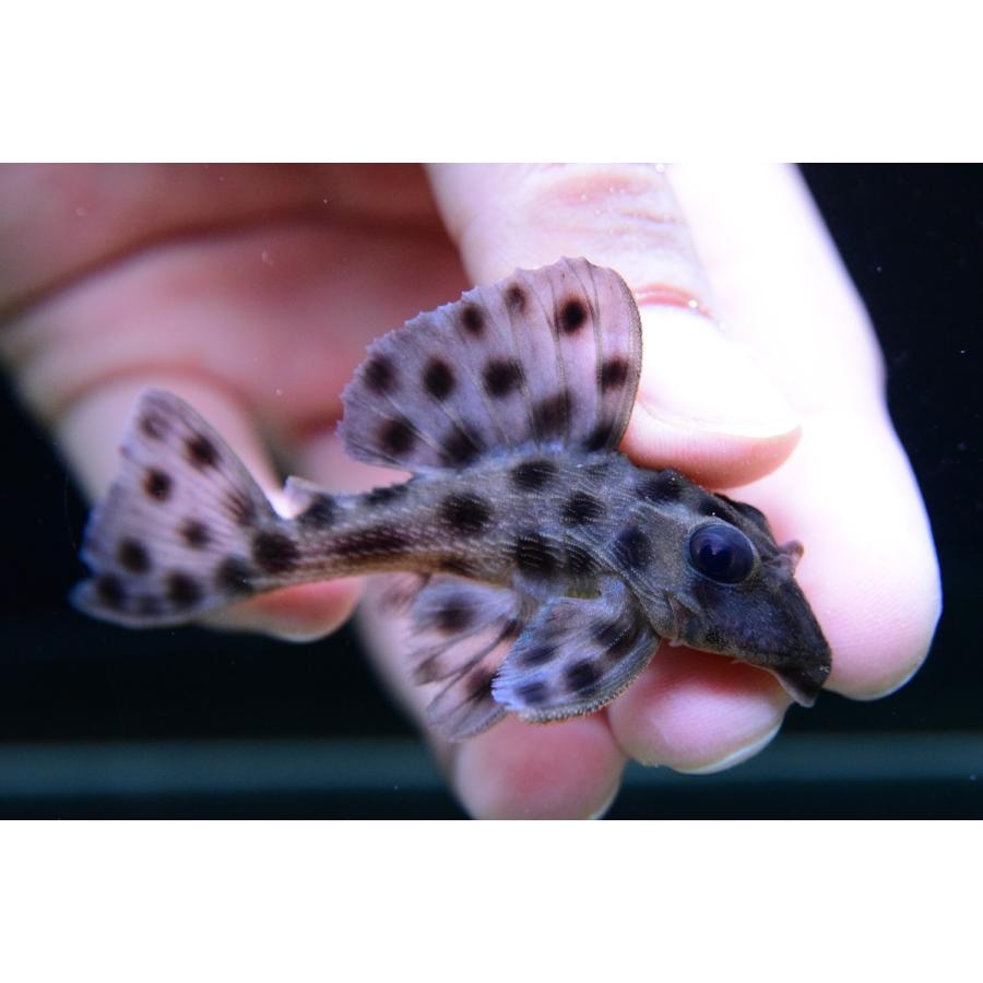 ヘミアンキストルス・メディアヌス　”スリナム”　7cm 