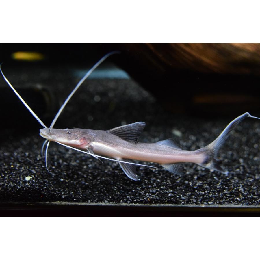 ゴスリニアキャット　”ベレン便”　11-12cm