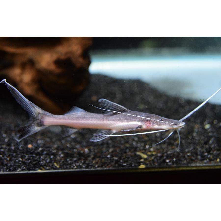 ゴスリニアキャット　”ベレン便”　11-12cm 