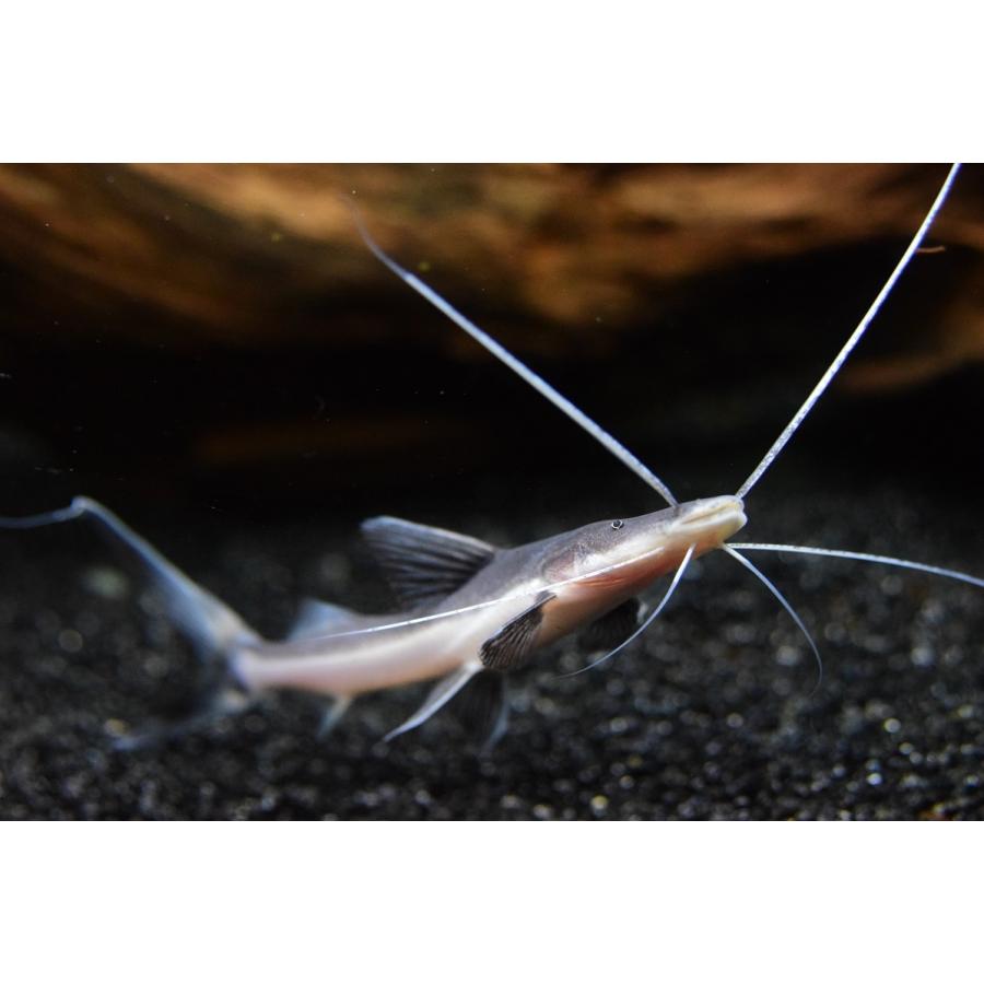 ゴスリニアキャット　”ベレン便”　11-12cm 