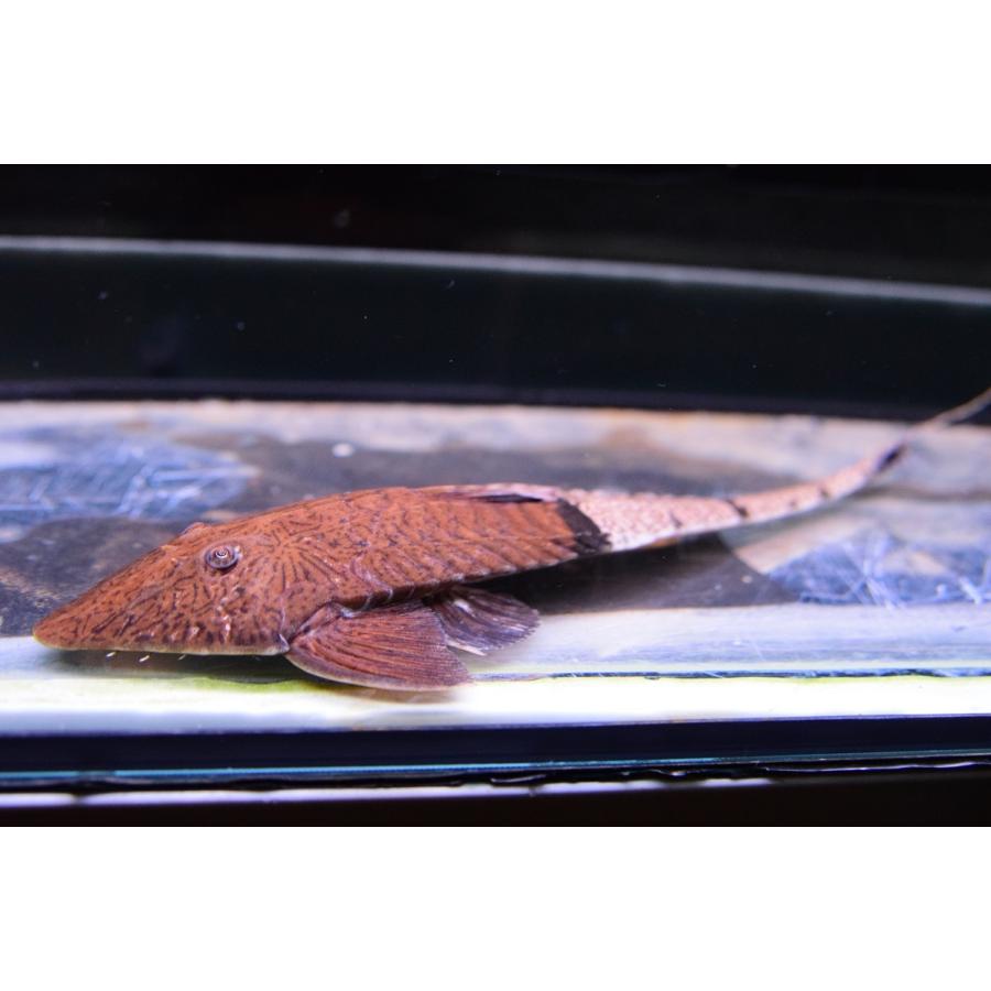 カメレオンロリカリア　”リオ・サン ベネジット”　18cm