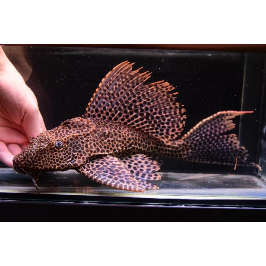 クイーンセイルフィンプレコ ジャウー 34 35cm Sacat744ならショッピング ランキングや口コミも豊富なネット通販 更にお得なpaypay残高も スマホアプリも充実で毎日どこからでも気になる商品をその場でお求めいただけます ペット用品 生き物 34 35cm 熱帯魚