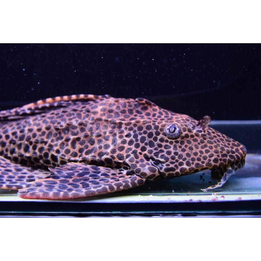 クイーンセイルフィンプレコ ”ジャウー” 34-35cm :sacat744:WORLD RIVERS net - 通販 - Yahoo!ショッピング クイーンセイルフィンプレコ ”ジャウー” 34-35cm :sacat744:WORLD RIVERS net - 通販 - Yahoo!ショッピング