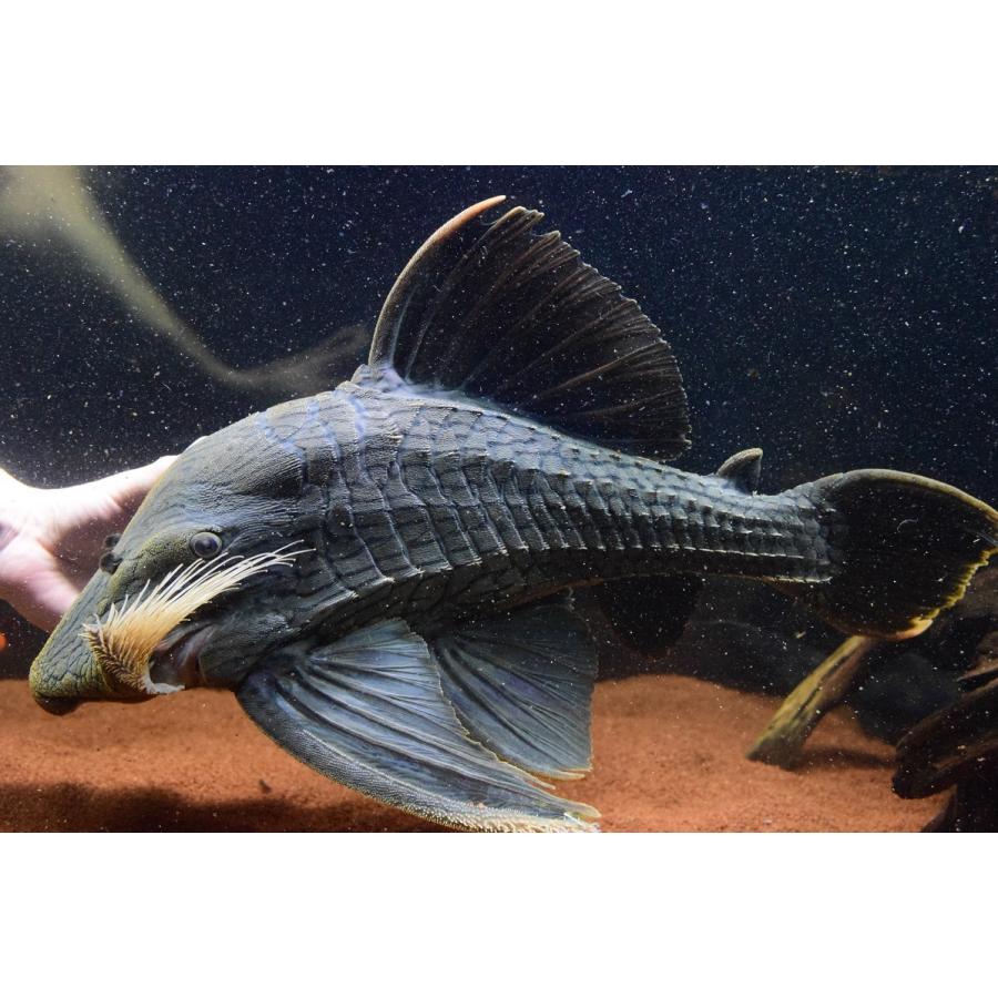 グリーンロイヤルプレコ コロンビア 53cm Sacat791 World Rivers Net 通販 Yahoo ショッピング