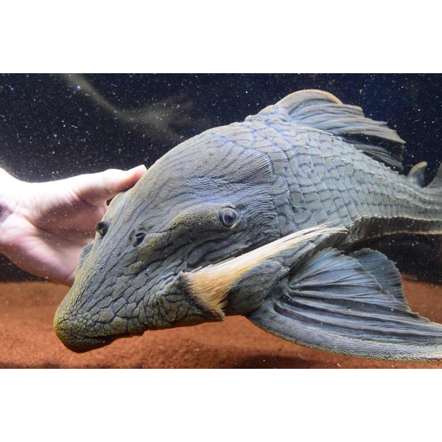 グリーンロイヤルプレコ コロンビア 53cm Sacat791 World Rivers Net 通販 Yahoo ショッピング