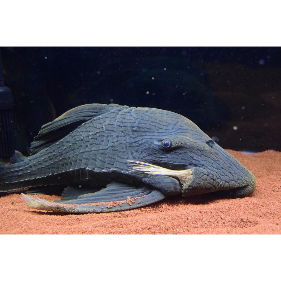グリーンロイヤルプレコ コロンビア 53cm Sacat791 World Rivers Net 通販 Yahoo ショッピング