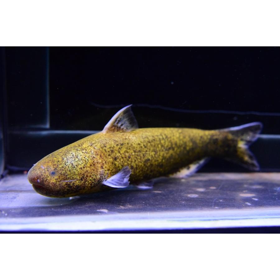 ゴールデンシャークカンディル　”コロンビア”　19cm