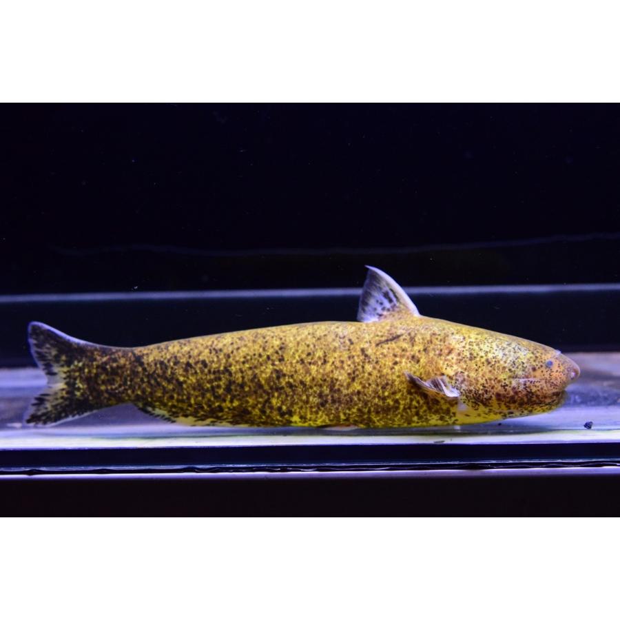 ゴールデンシャークカンディル　”コロンビア”　19cm 