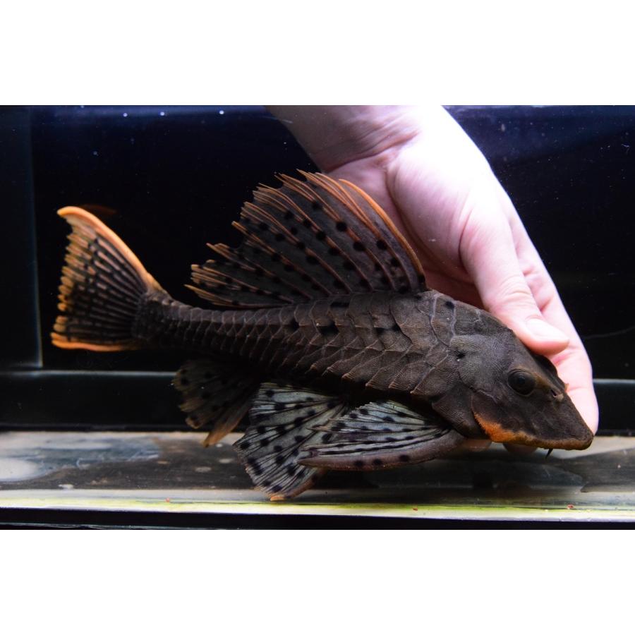 オレンジフィンアーマードプレコ　”リオ・ブランコ”　28cm