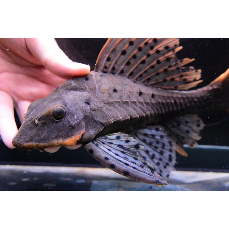 オレンジフィンアーマードプレコ　”リオ・ブランコ”　28cm 