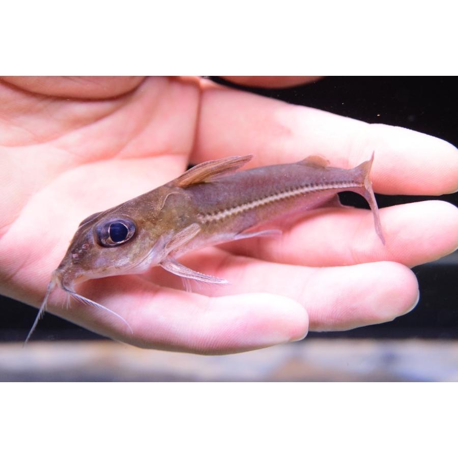 カリナータスドラス　”スリナム”　10-11cm