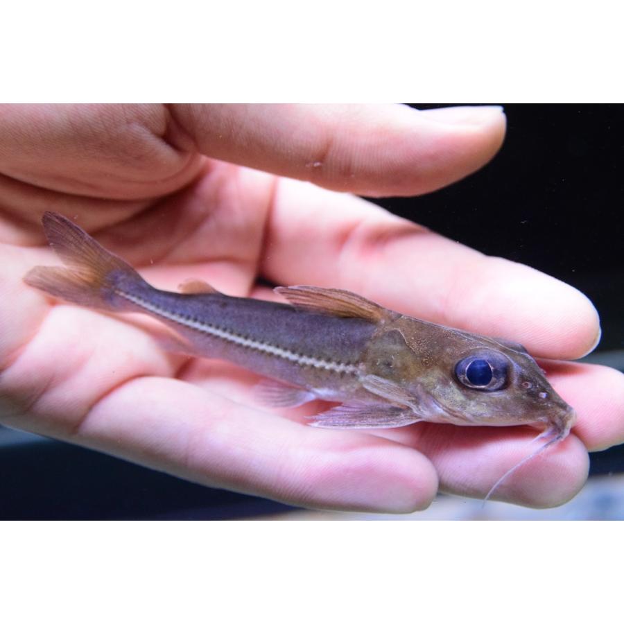 カリナータスドラス　”スリナム”　10-11cm 