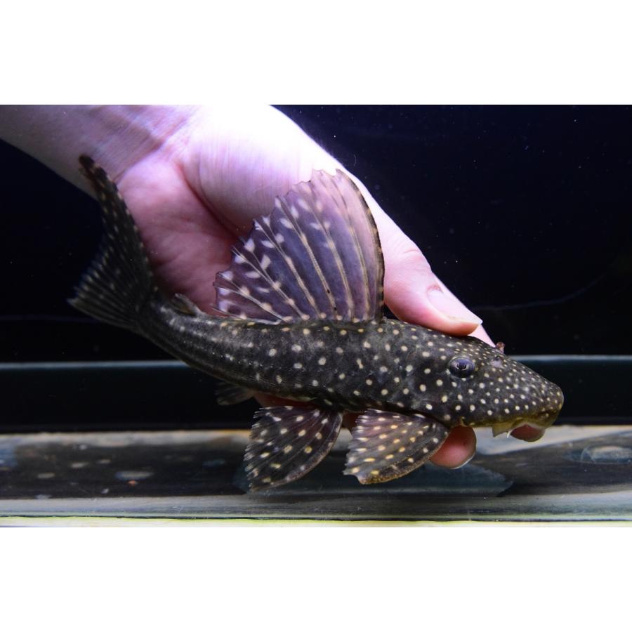 ロットリングアンジェリカスプレコ　”パンタナール”　20-21cm 