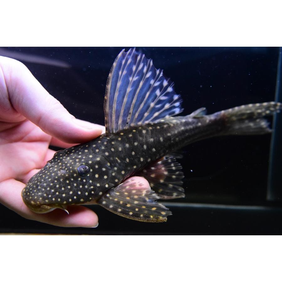 ロットリングアンジェリカスプレコ　”パンタナール”　20-21cm 