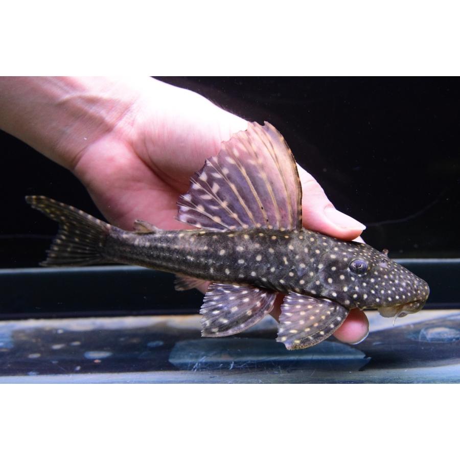 ロットリングアンジェリカスプレコ　”パンタナール”　20-21cm 