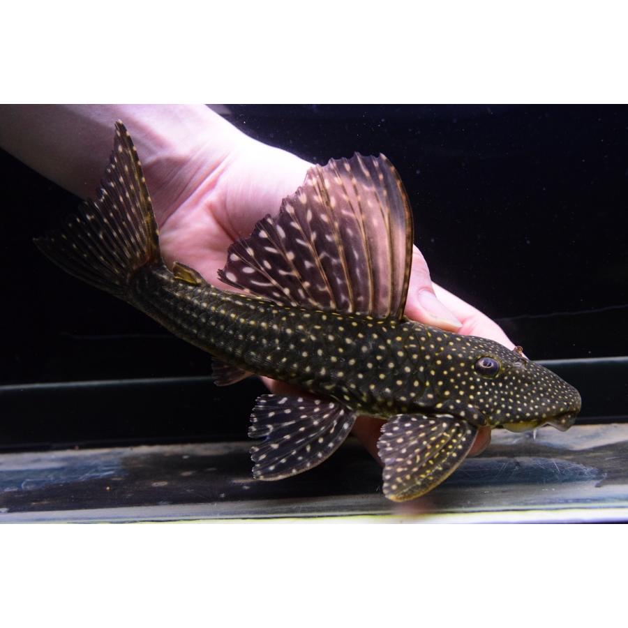 ロットリングアンジェリカスプレコ　”パンタナール”　22-23cm