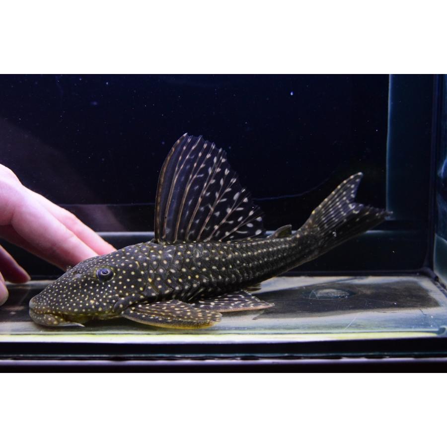 ロットリングアンジェリカスプレコ　”パンタナール”　22-23cm 