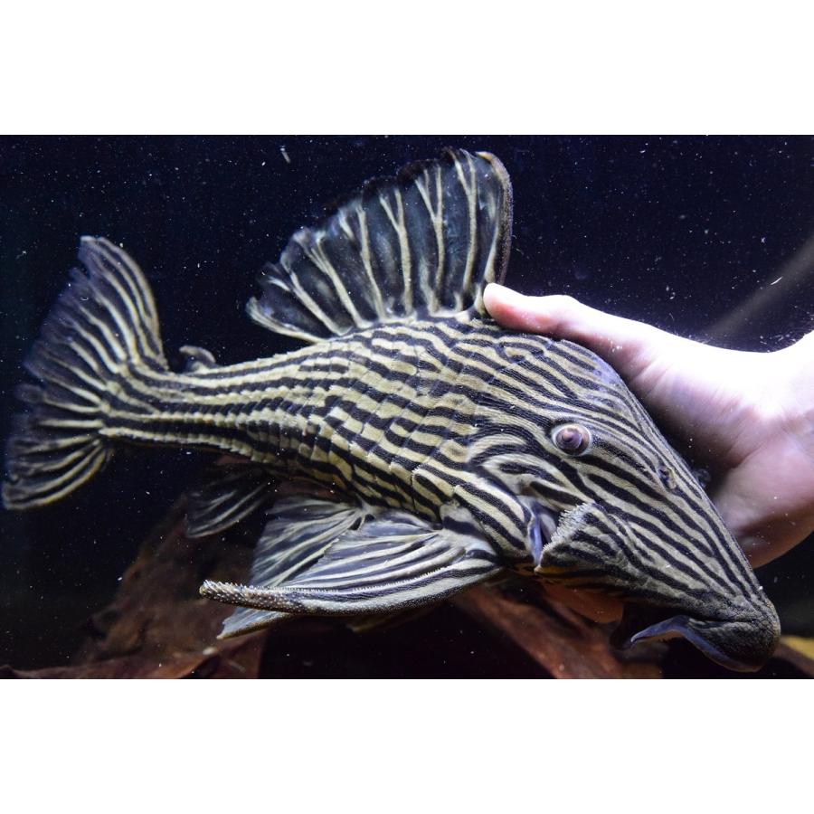 新品 プラチナロイヤルプレコ サンフェリックス 39cm No 1 現金特価 Www Fedelatina Org