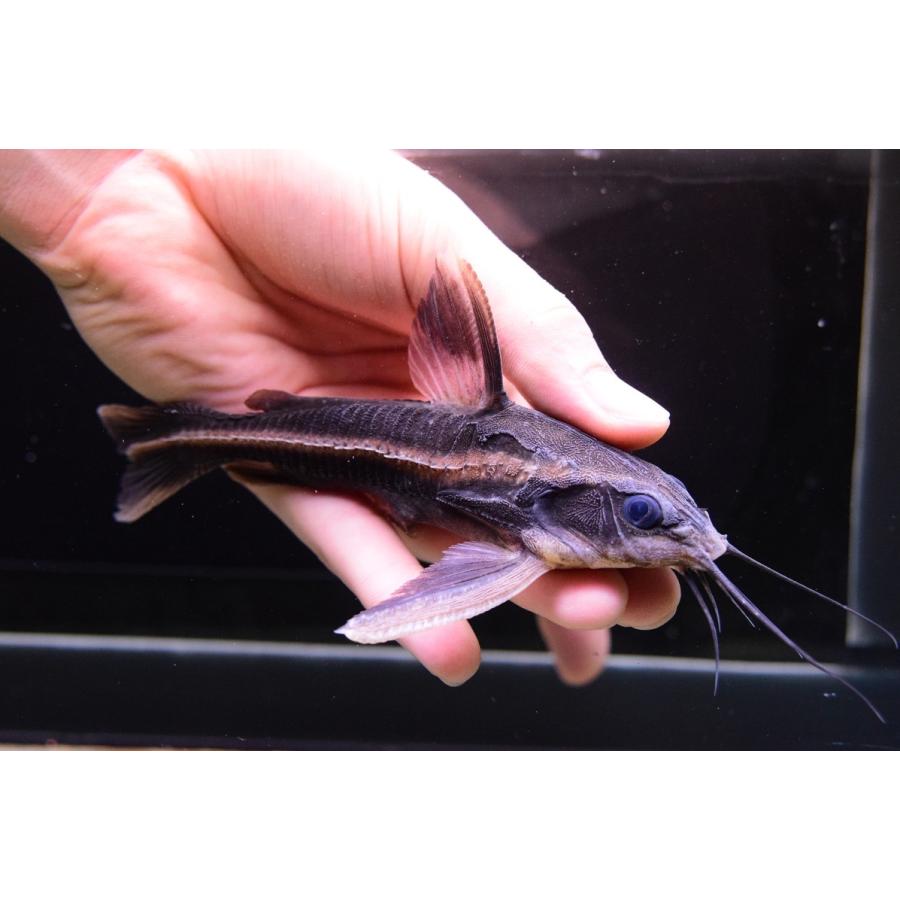 22年春の ナマズ 14cm カイクビ ホワイトライントーキング 観賞魚生体 Cooesan Com