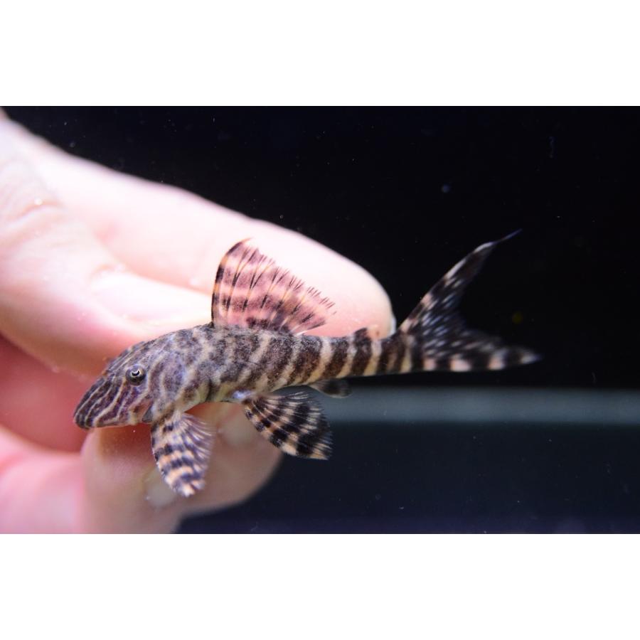 ライヤーテールゼブラペコルティア ペルー 5cm Sacat3 World Rivers Net 通販 Yahoo ショッピング