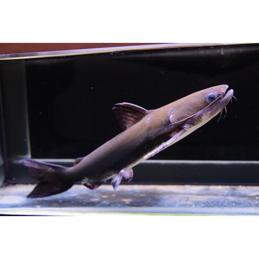 数量限定 メガマウスキャット　”リオ・パラナイーバ”　24-25cm 【SK1231965877】(44880円)