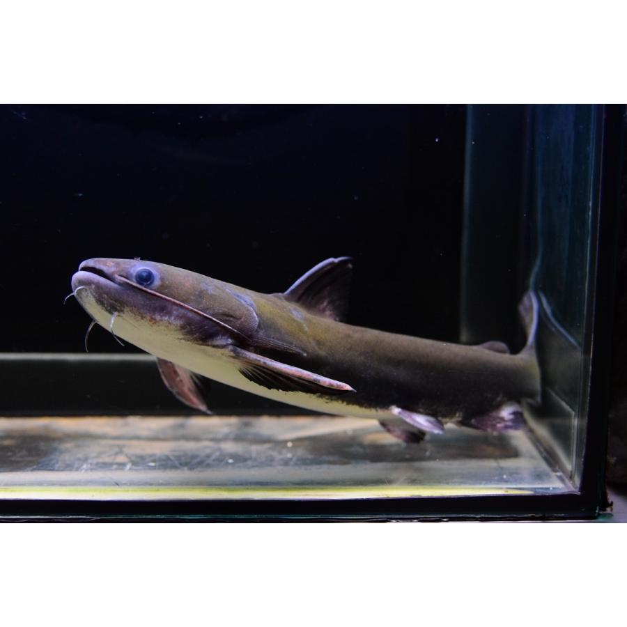 数量限定 メガマウスキャット　”リオ・パラナイーバ”　24-25cm 【SK1231965877】(44880円)