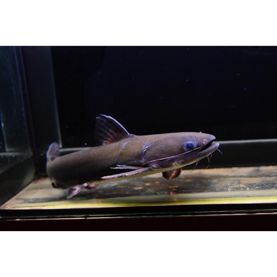 数量限定 メガマウスキャット　”リオ・パラナイーバ”　24-25cm 【SK1231965877】(44880円)