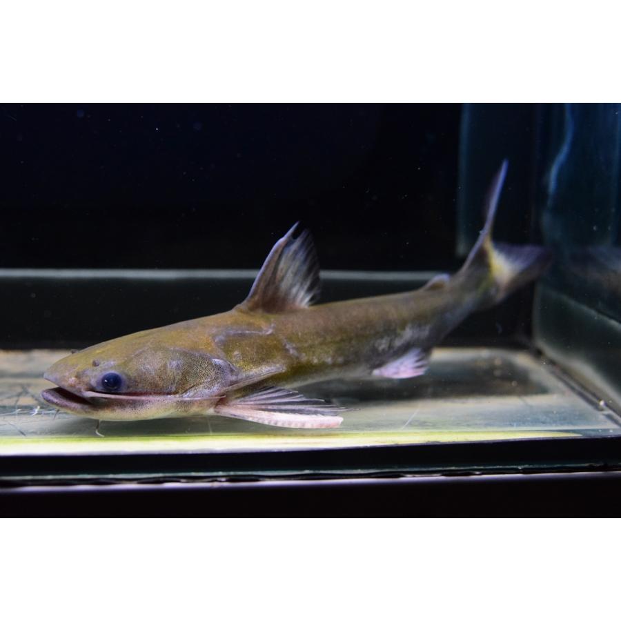 超人気の ナマズ 28 29cm ロンドニア ドカンマウスキャット 観賞魚生体 Transparenciacorporativa Org Br