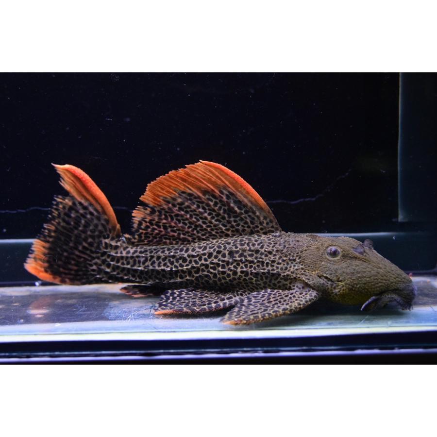 オレンジフィンレオパードトリム 熱帯魚 アクアリウム用品 リオ タクトゥ 23cm Sacat848 World 23cm Sacat848ならショッピング ランキングや口コミも豊富なネット通販 更にお得なpaypay残高も スマホアプリも充実で毎日どこからでも気になる商品をその場でお求め