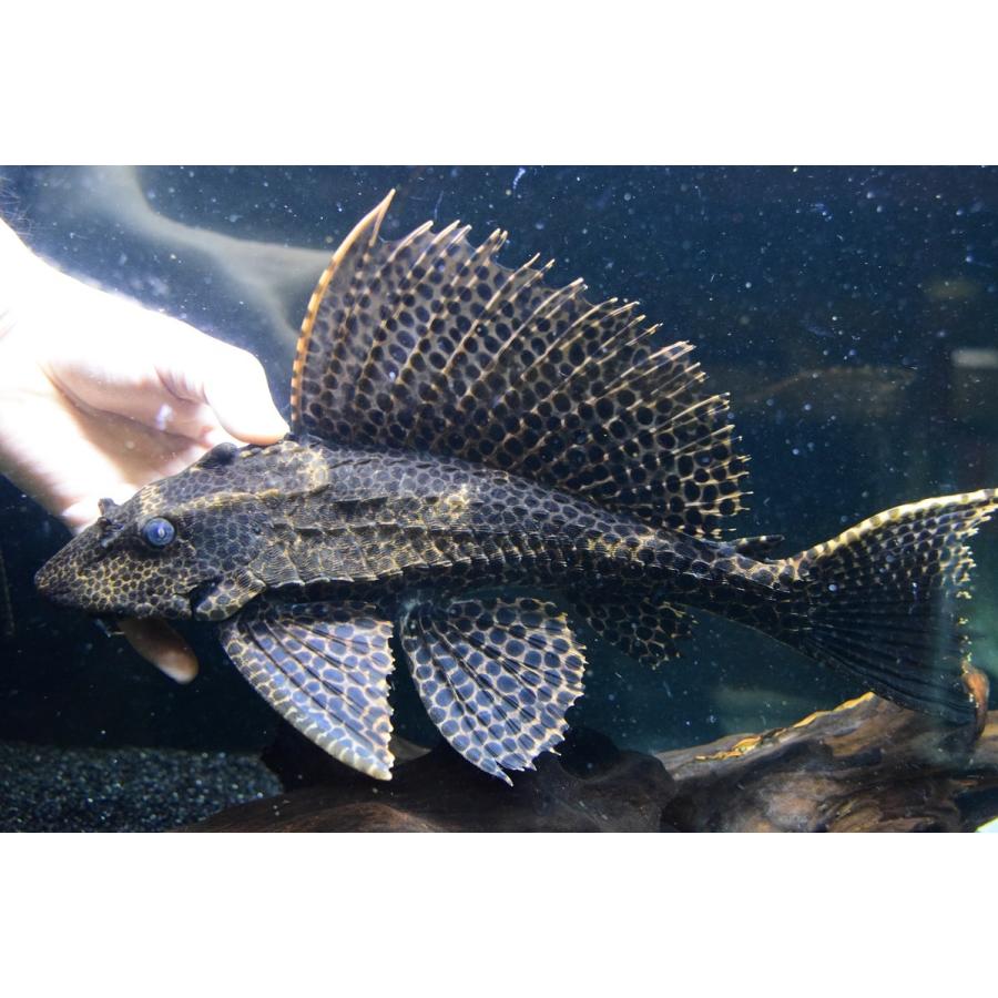 アカリボルダード ”リオ・カイクビ” 35cm :sacat850:WORLD RIVERS net - 通販 - Yahoo!ショッピング アカリボルダード ”リオ・カイクビ” 35cm :sacat850:WORLD RIVERS net - 通販 - Yahoo!ショッピング
