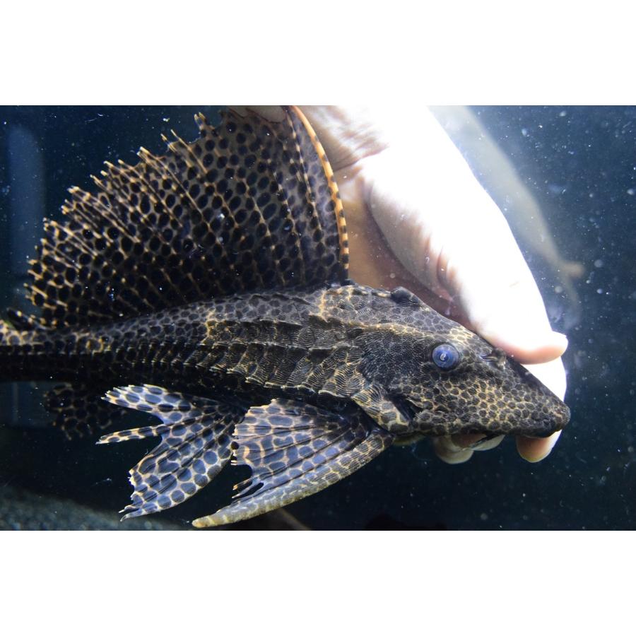 アカリボルダード ”リオ・カイクビ” 35cm :sacat850:WORLD RIVERS net - 通販 - Yahoo!ショッピング アカリボルダード ”リオ・カイクビ” 35cm :sacat850:WORLD RIVERS net - 通販 - Yahoo!ショッピング