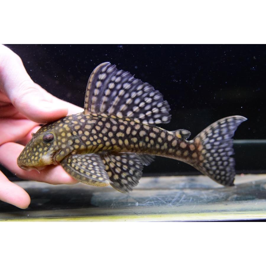 【売約済み】ポルカドットカイザープレコ　17-18cm