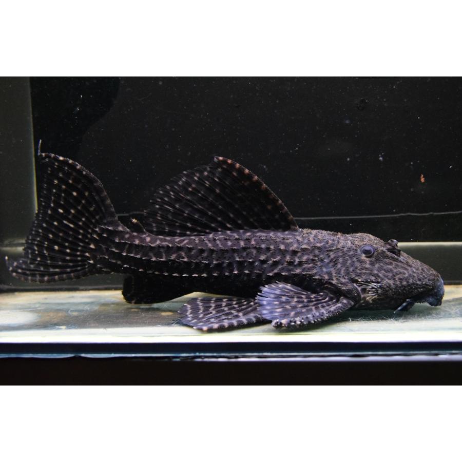 ムスタングトリム　”アレンカー”　26cm　No.2