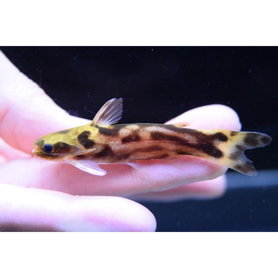 ハーレクイーンタティア　”スリナム”　7cm