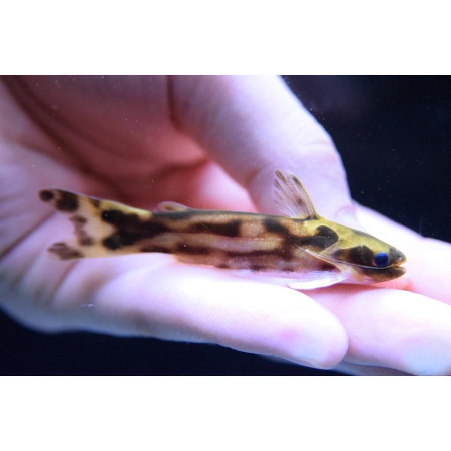 ハーレクイーンタティア　”スリナム”　7cm 