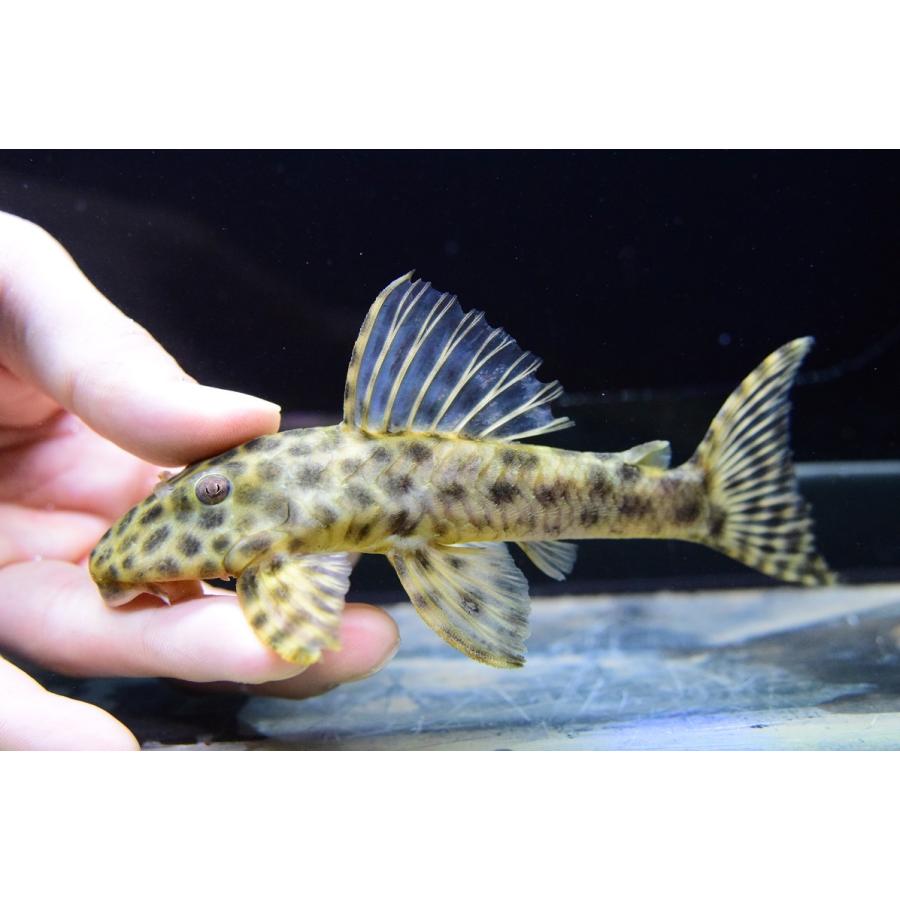 アバカシプレコ　”パンタナール”　15-16cm　No.1