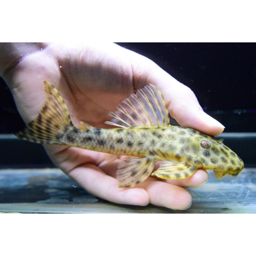 アバカシプレコ　”パンタナール”　15-16cm　No.1 