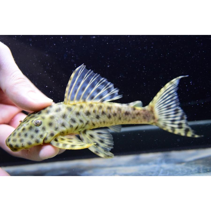 アバカシプレコ　”パンタナール”　15-16cm　No.2