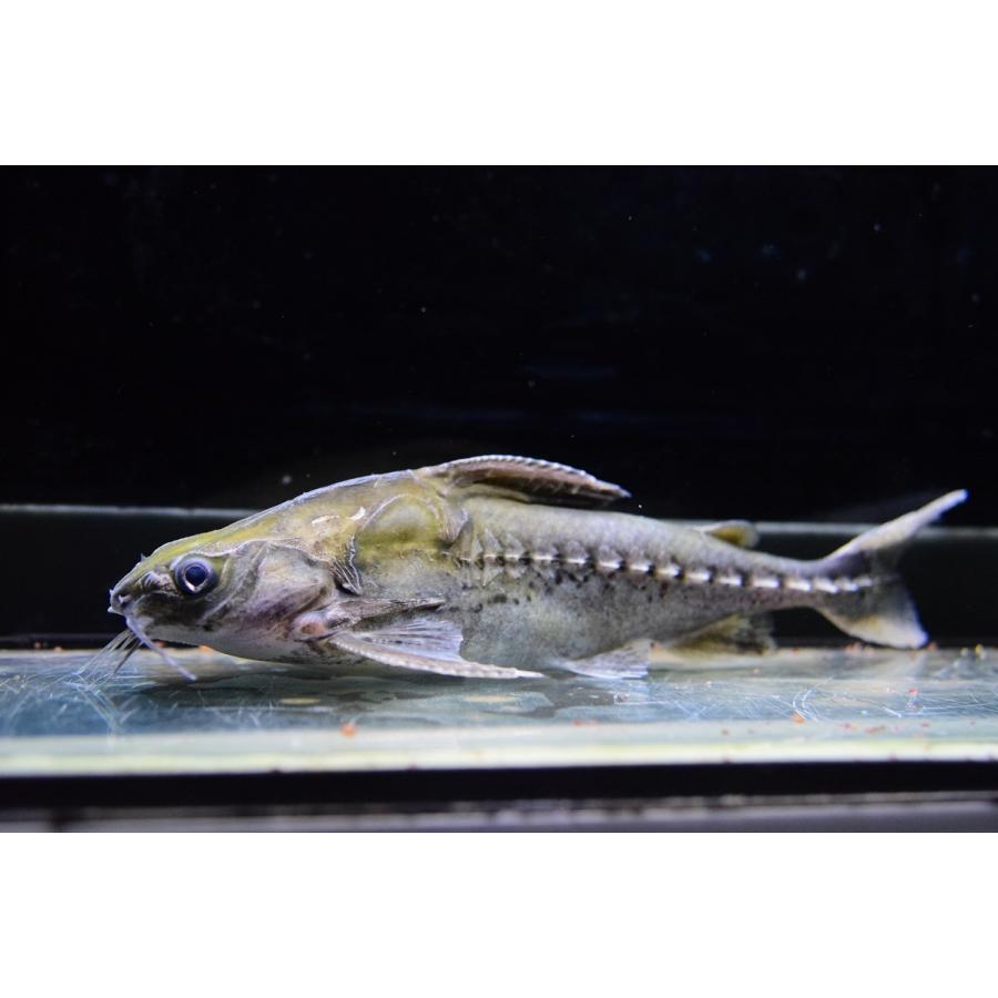 バクーペドラ　”グァマ”　19-20cm