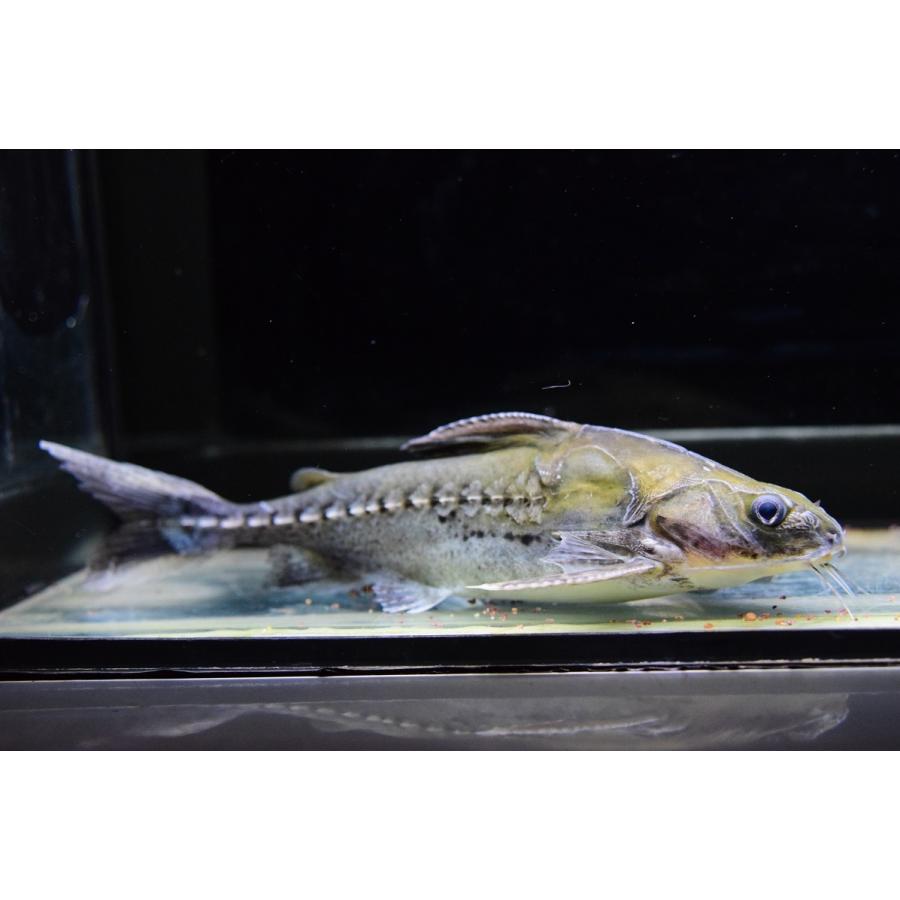 バクーペドラ　”グァマ”　19-20cm 