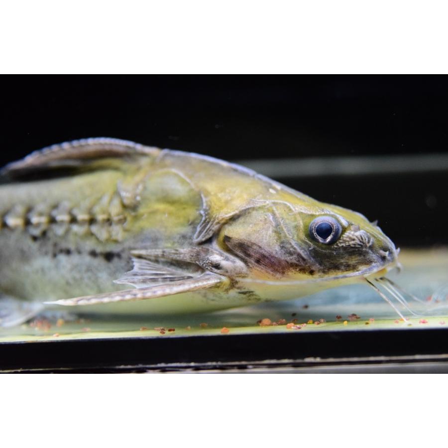 バクーペドラ　”グァマ”　19-20cm 