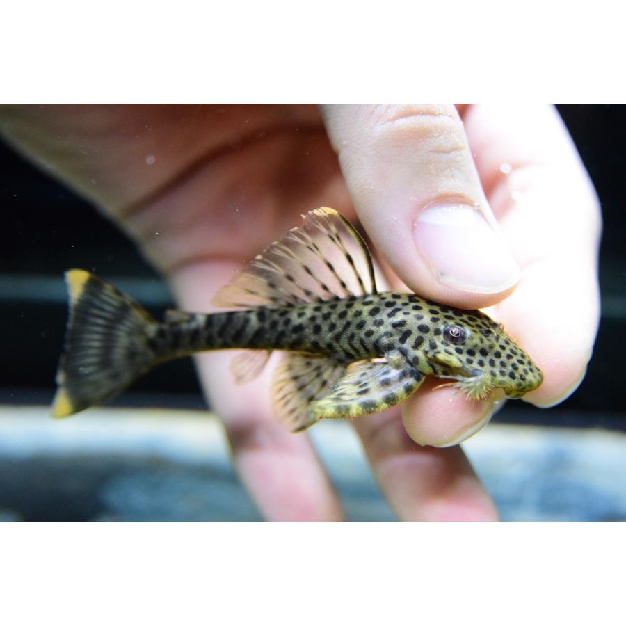 売約済】グリーンブラックスポットバットマンプレコ ”コロンビア” 8-9cm :sacat931:WORLD RIVERS net - 通販 - Yahoo!ショッピング 売約済】グリーンブラックスポットバットマンプレコ ”コロンビア” 8-9cm :sacat931:WORLD RIVERS net - 通販 - Yahoo!ショッピング