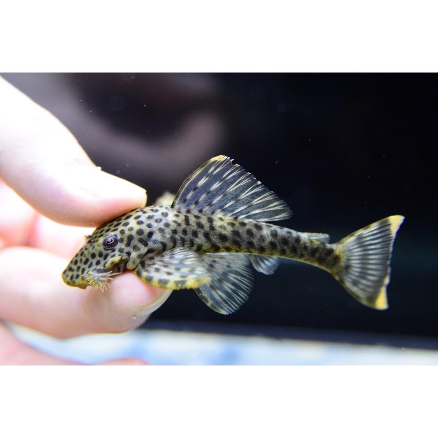 売約済】グリーンブラックスポットバットマンプレコ ”コロンビア” 8-9cm :sacat931:WORLD RIVERS net - 通販 - Yahoo!ショッピング 売約済】グリーンブラックスポットバットマンプレコ ”コロンビア” 8-9cm :sacat931:WORLD RIVERS net - 通販 - Yahoo!ショッピング