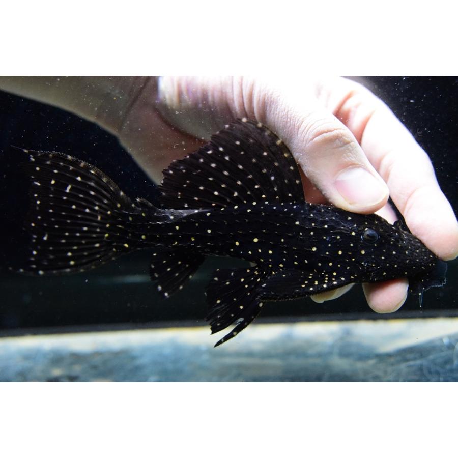 キングオブギャラクシートリム クルアウナ 16 17cm Sacat933 World Rivers Net 通販 Yahoo ショッピング