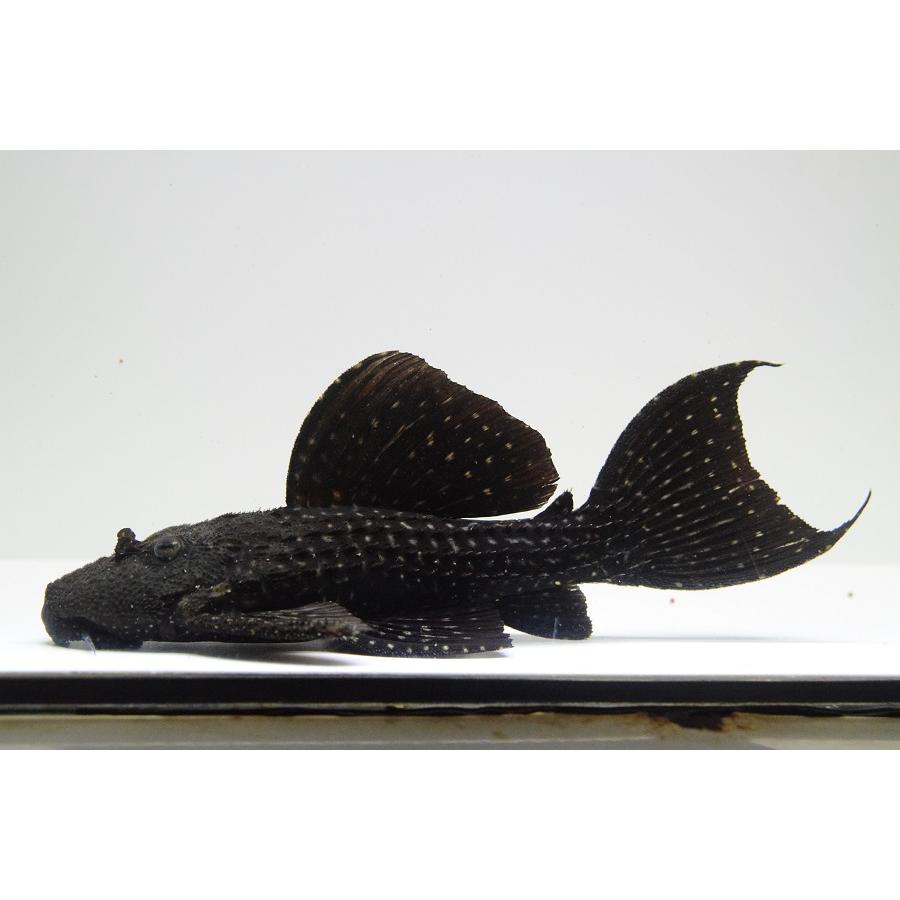 セール値下げ キングオブギャラクシートリム クルアウナ 19cm 通販質屋 Foundationbts Com