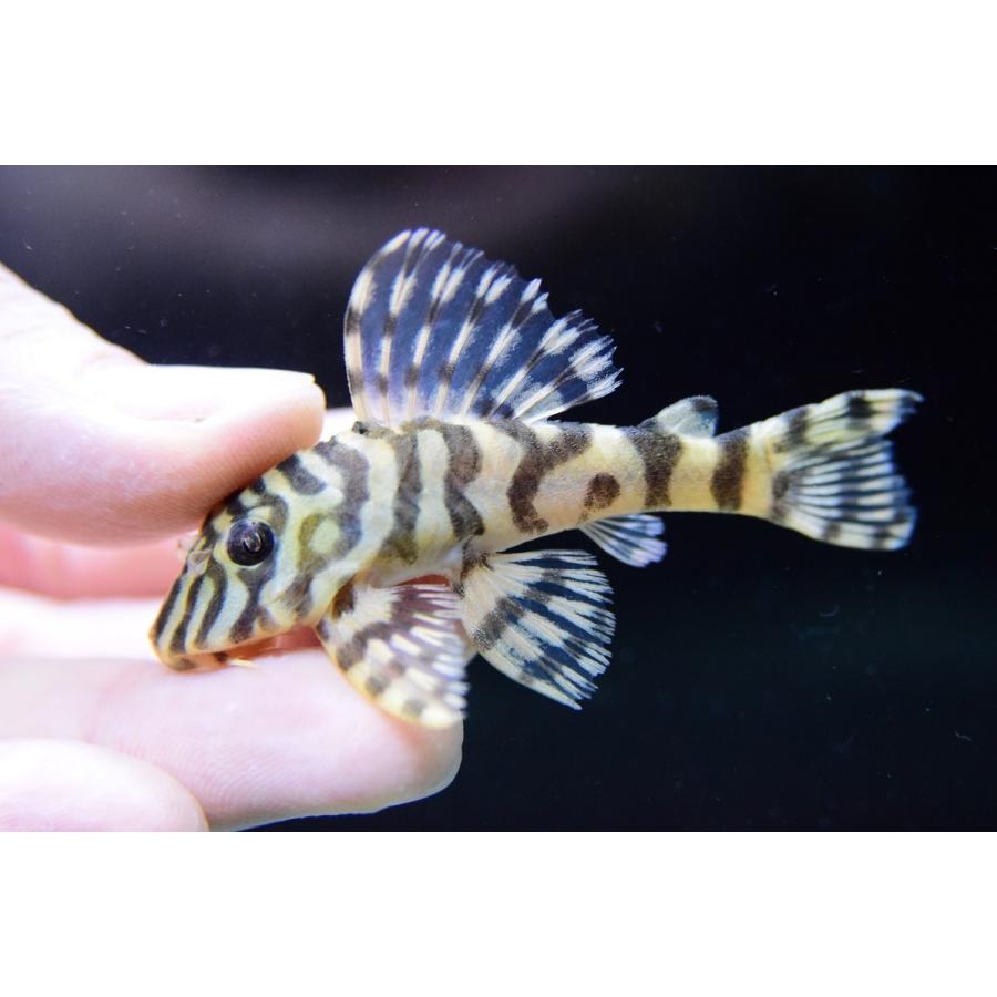小物などお買い得な福袋 7 8cm タパジョス クイーンインペリアルタイガープレコ プレコ 観賞魚生体 Hrindiaoverseas Com